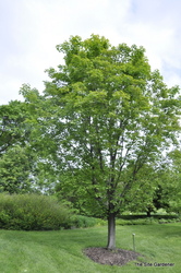Acer saccharum 'Majesty' — photo 2